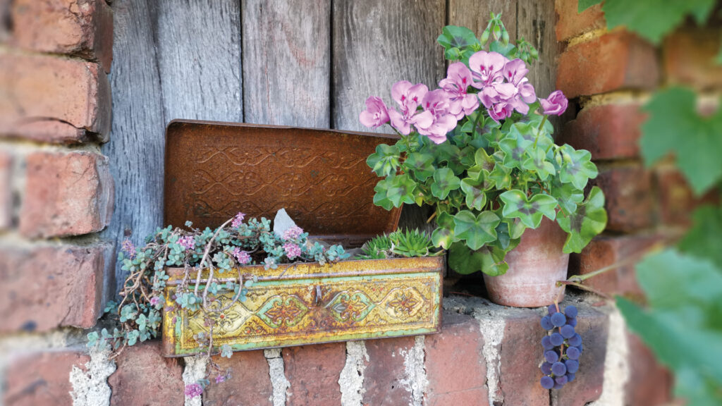 Kreative Bepflanzung mit Sukkulenten