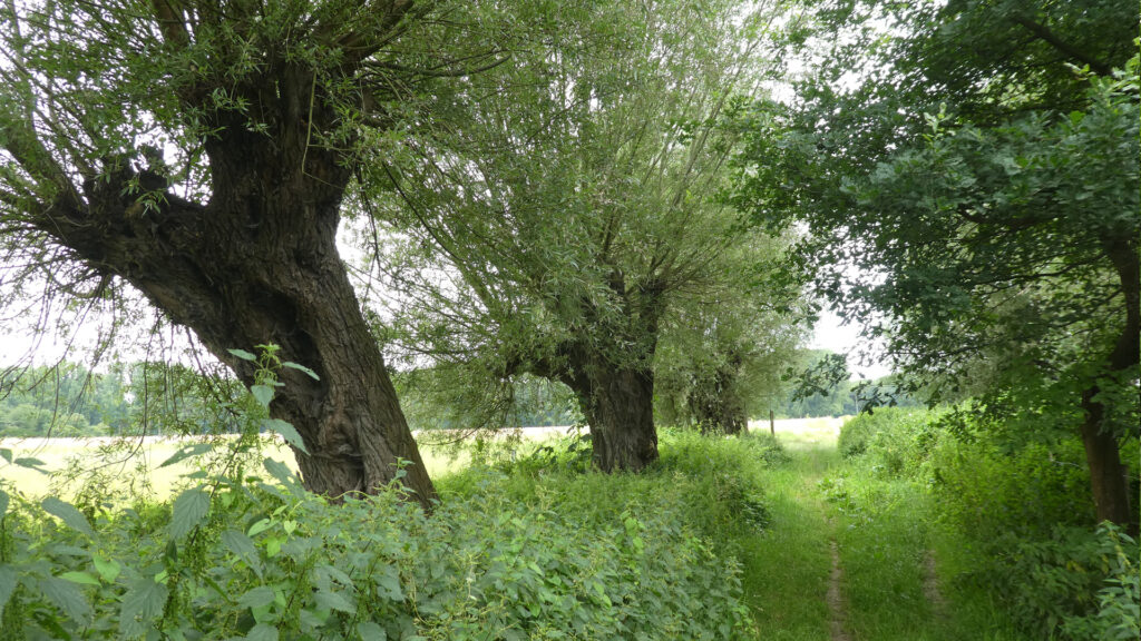 Urdenbacher Kämpe am Rhein – Wanderung Kämpen