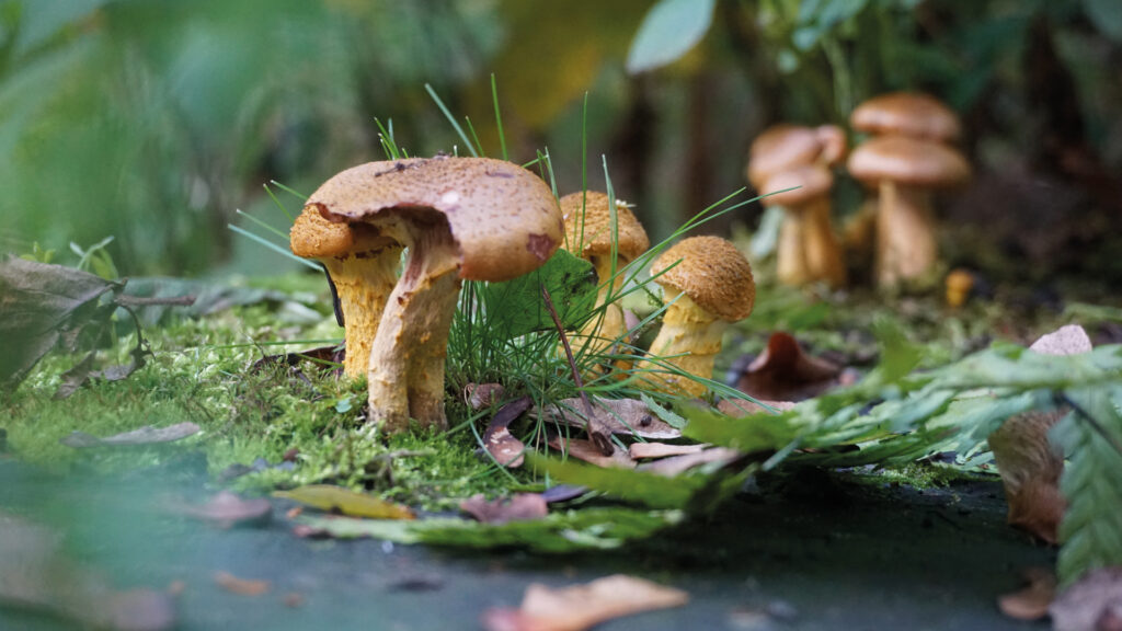 Makroaufnahme von Pilzen auf Baumstumpf